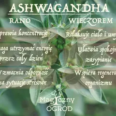 Ashwagandha rano poprawia koncentrację, wieczorem ułatwia zasypianie. Kiedy brać? Zależy od Twoich potrzeb!