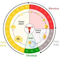 Schemat przedstawia cykl miesiączkowy: fazę menstruacji, folikularną, owulację i lutealną. Widoczne są jajnik, komórka jajowa i ciałko żółte.