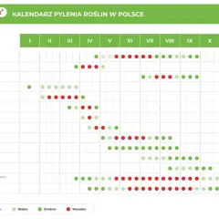Kalendarz pylenia roślin w Polsce. Czerwone kropki oznaczają wysokie stężenie pyłków, które mogą wywołać alergię.