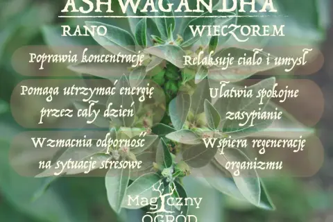 Ashwagandha rano poprawia koncentrację, wieczorem ułatwia zasypianie. Kiedy brać? Zależy od Twoich potrzeb!