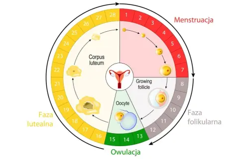 Schemat przedstawia cykl miesiączkowy: fazę menstruacji, folikularną, owulację i lutealną. Widoczne są jajnik, komórka jajowa i ciałko żółte.