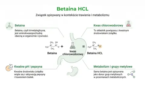 Betaina HCL to związek, który powstaje z betainy i kwasu chlorowodorowego. Betaina, czyli trimetyloglicyna, jest ważna dla trawienia.