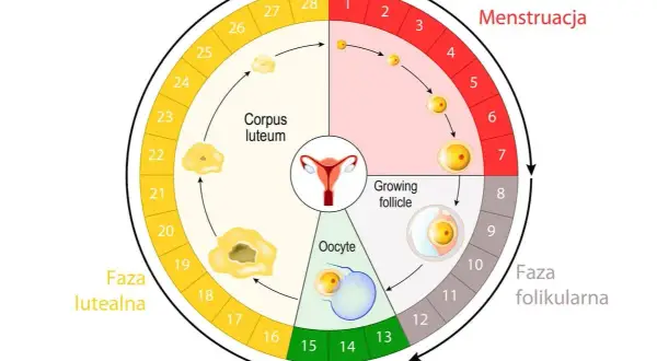 Schemat przedstawia cykl miesiączkowy: fazę menstruacji, folikularną, owulację i lutealną. Widoczne są jajnik, komórka jajowa i ciałko żółte.