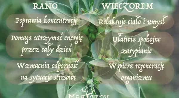 Ashwagandha działa szybko, poprawiając koncentrację rano i ułatwiając zasypianie wieczorem.