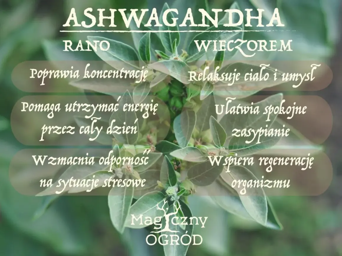 Ashwagandha rano poprawia koncentrację, wieczorem ułatwia zasypianie. Kiedy brać? Zależy od Twoich potrzeb!