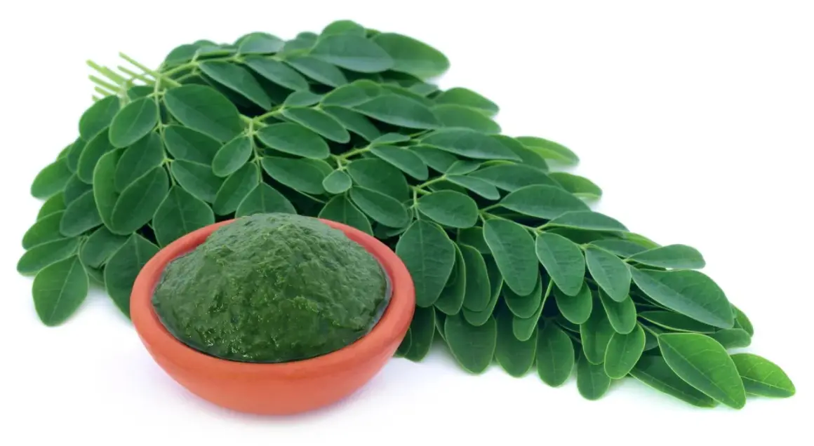 Moringa co to? Zielone liście i pasta z moringi w glinianej miseczce.