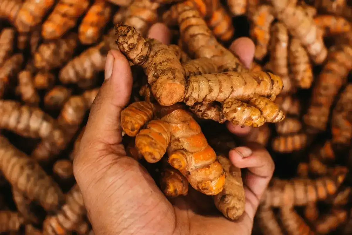 Turmeric, czyli kurkuma. Co warto wiedzieć o kurkuminie?
