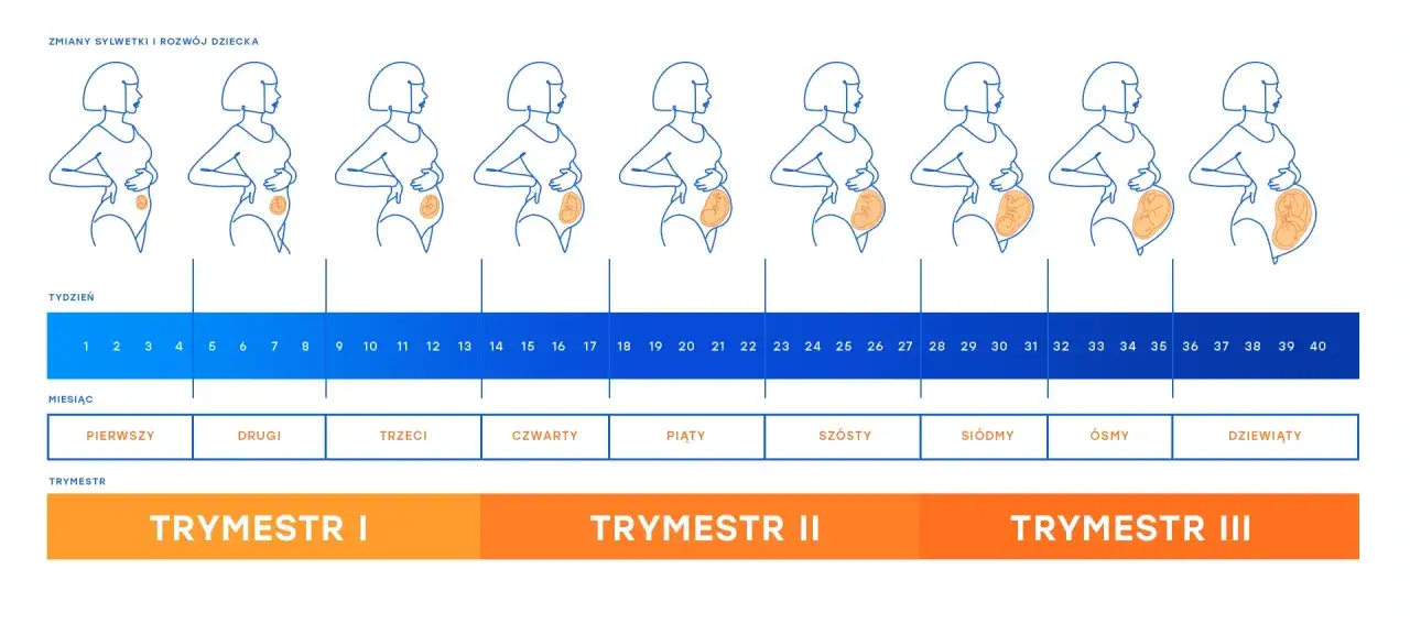 Zmiany sylwetki kobiety w ciąży od 1. do 40. tygodnia, pokazujące rozwój dziecka. Brak okresu to pierwszy sygnał ciąży.