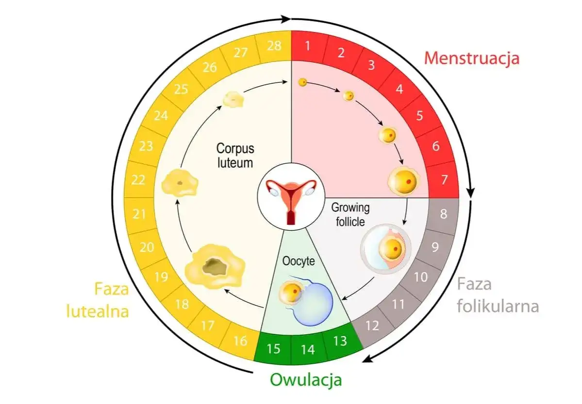 Schemat ilustruje cykl miesiączkowy: fazę menstruacji, folikularną, owulację i lutealną, pokazując rozwój komórki jajowej i ciałka żółtego.