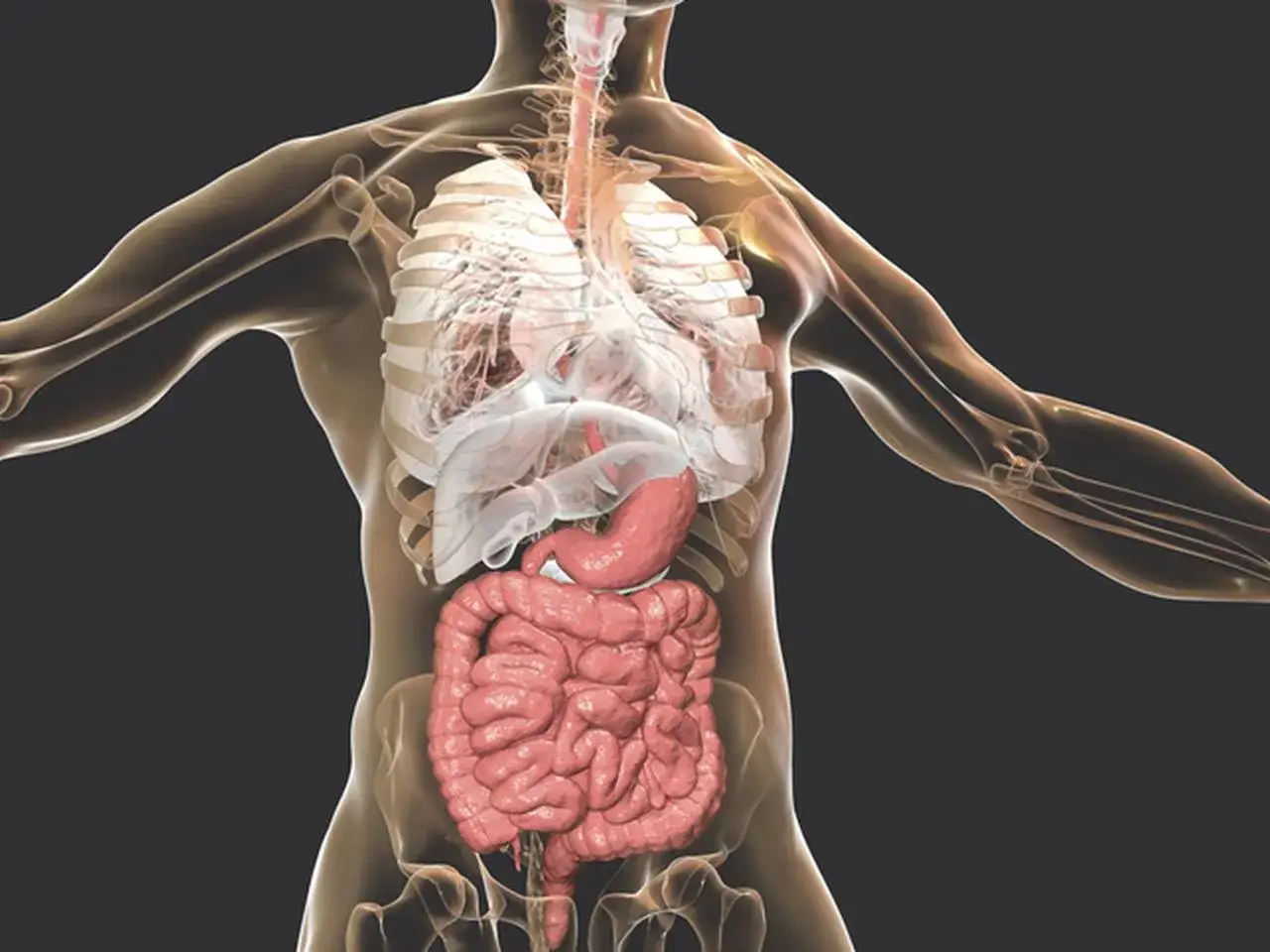 Anatomia człowieka z widocznymi płucami, sercem i układem pokarmowym. Może to być wizualizacja uczucia ciągnięcia w dole brzucha.