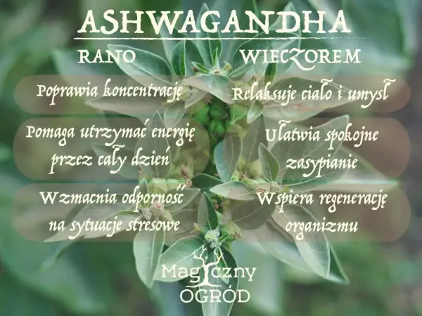 Ashwagandha rano poprawia koncentrację, wieczorem ułatwia zasypianie. Kiedy brać? Zależy od Twoich potrzeb!